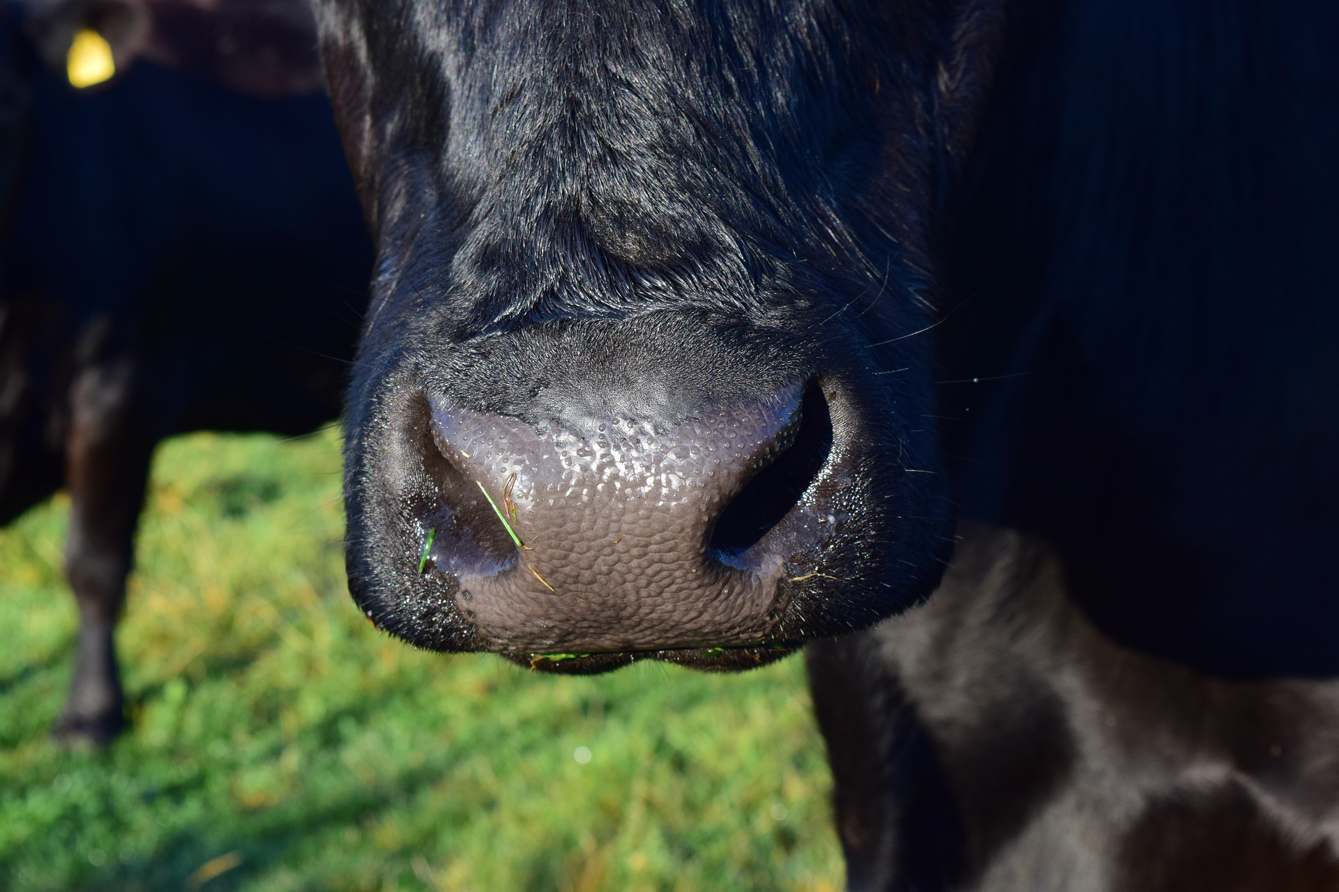 cow nose